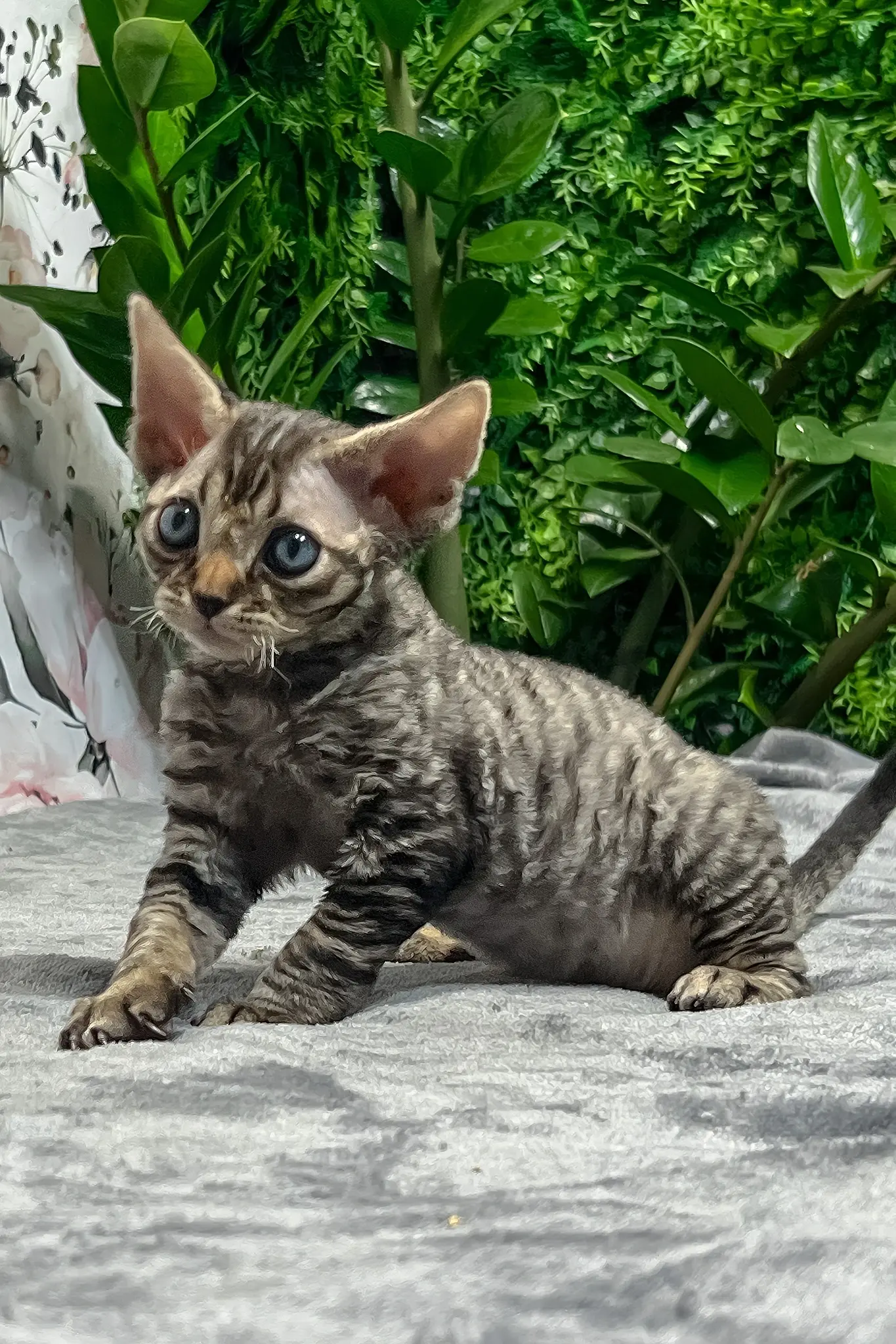 Tabby Devon Rex kitten Alberto sitting on a gray blanket with a green leafy background.