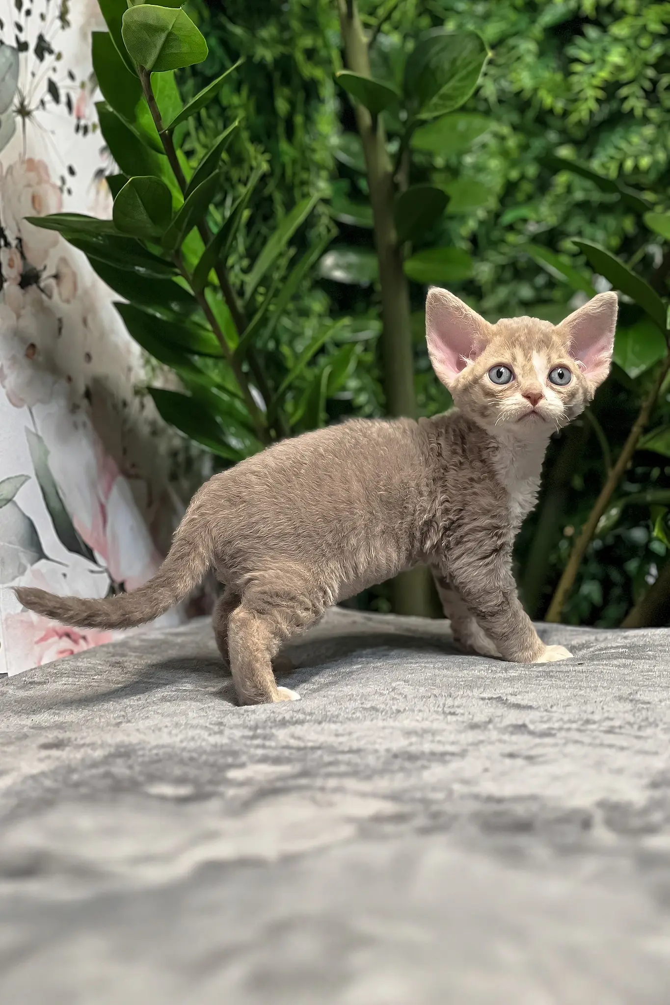 Devon Rex kitten Fiona standing sideways on a gray blanket with green plants in the background.