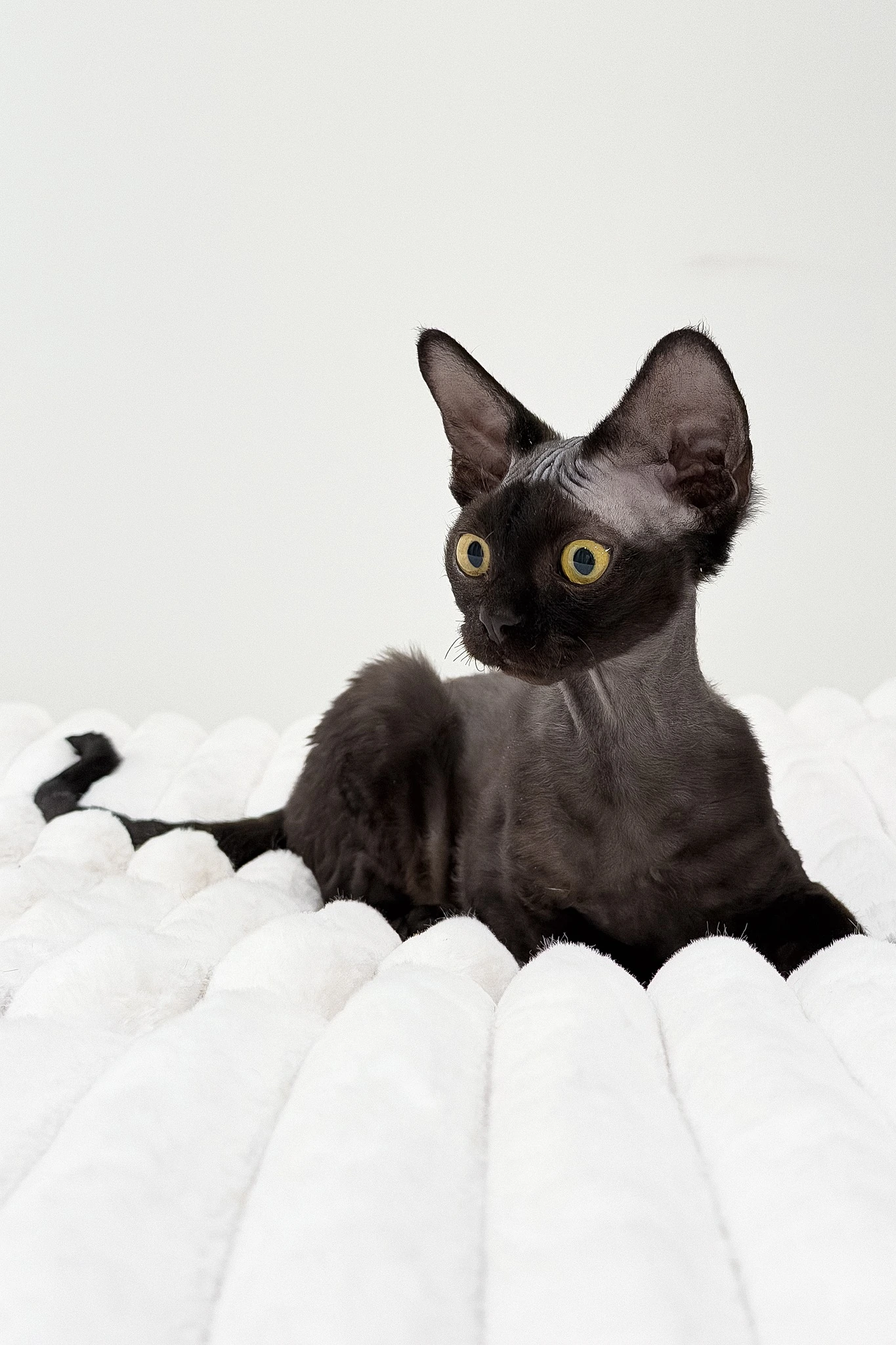 Dark Devon Rex kitten Onyx resting on a white textured blanket and looking to the side.