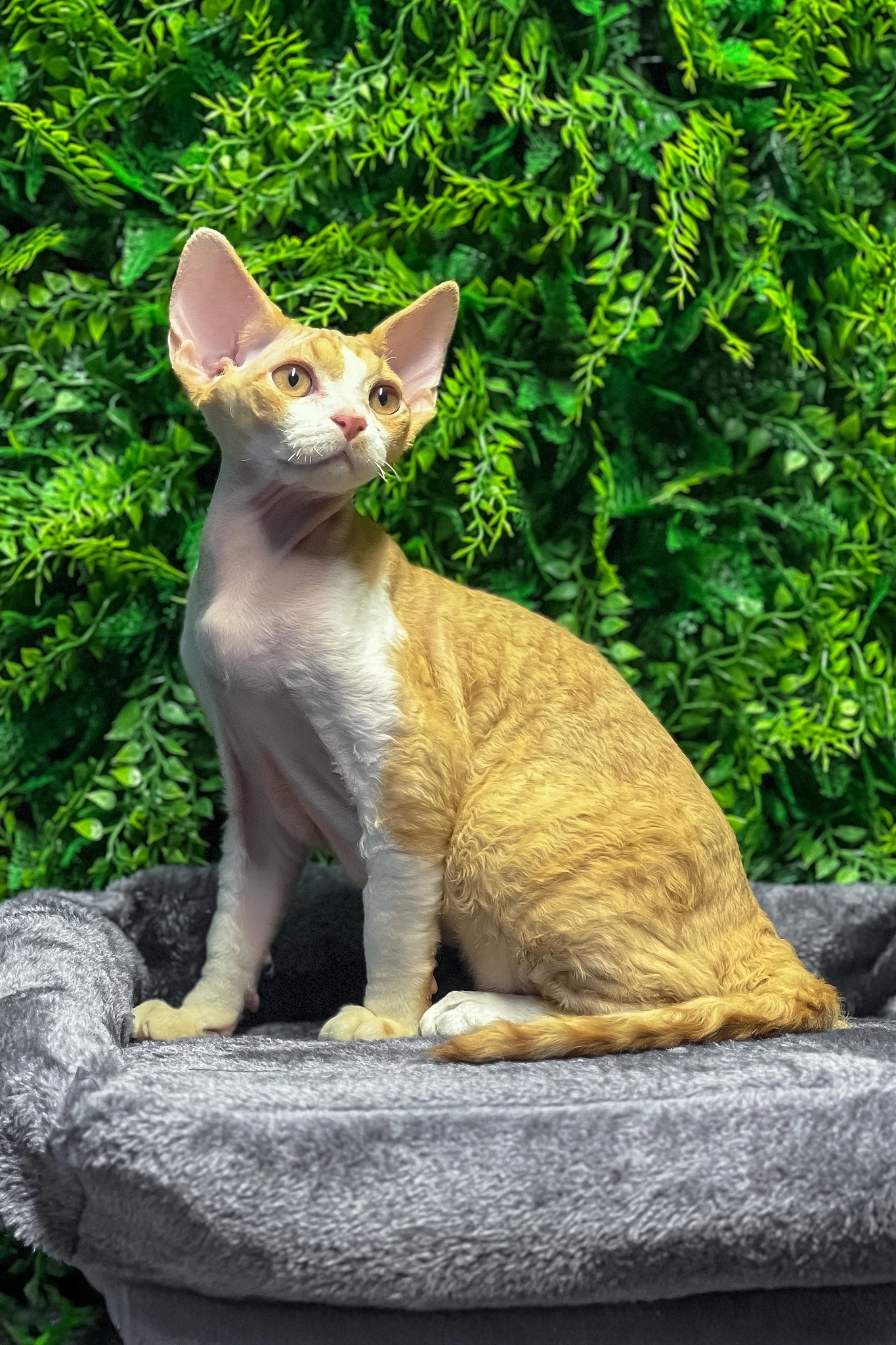 Orange and white Devon Rex kitten Ricky sitting on a gray bed in front of a green backdrop.