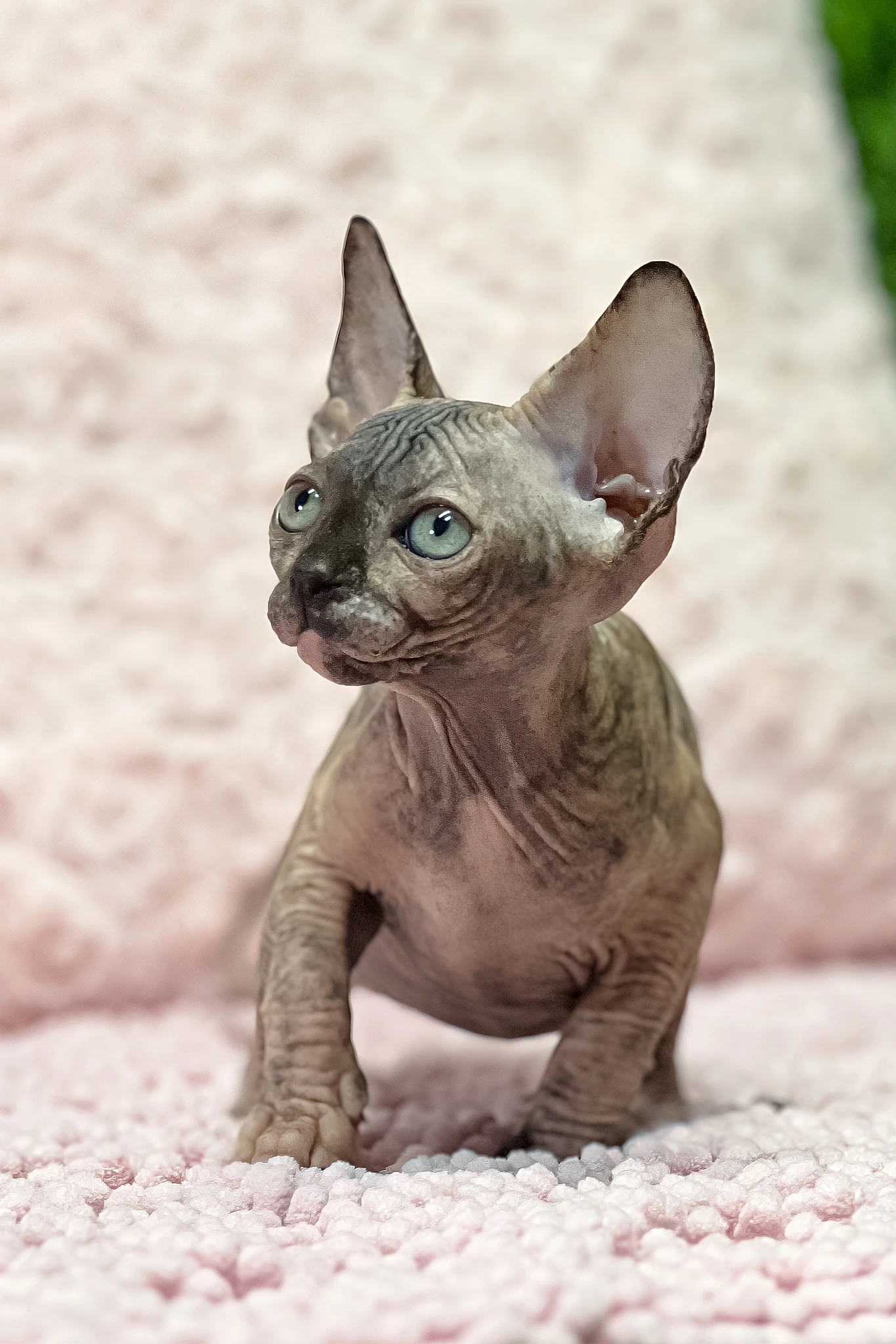 Blue-eyed gray Sphynx kitten Aziza standing on a soft pink blanket.