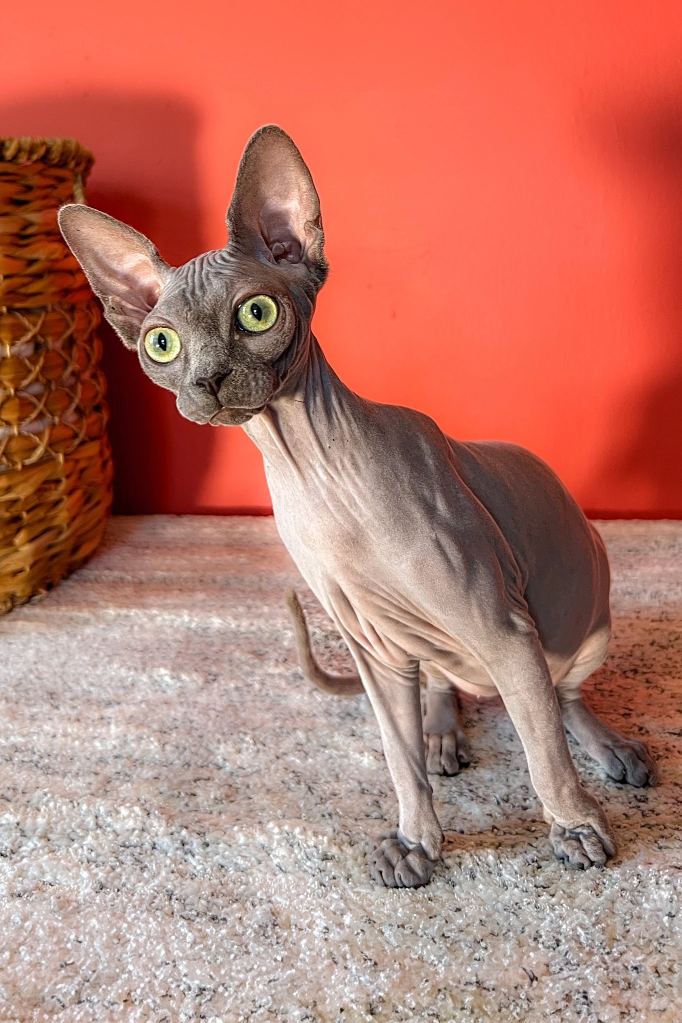 Gray Sphynx kitten Lila standing on a soft platform against a coral background.