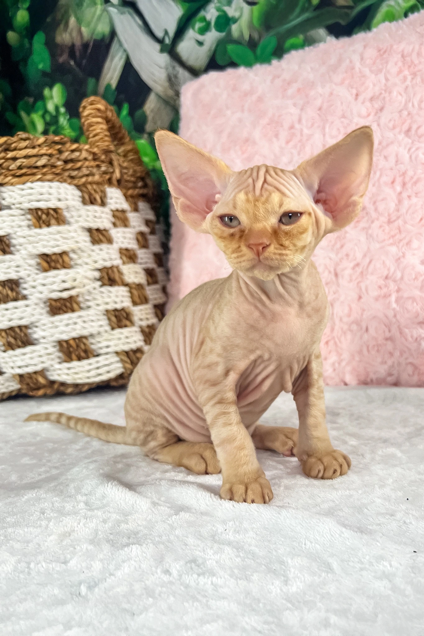 Peach colored Sphynx kitten Mario sitting on a white blanket with woven baskets behind him.