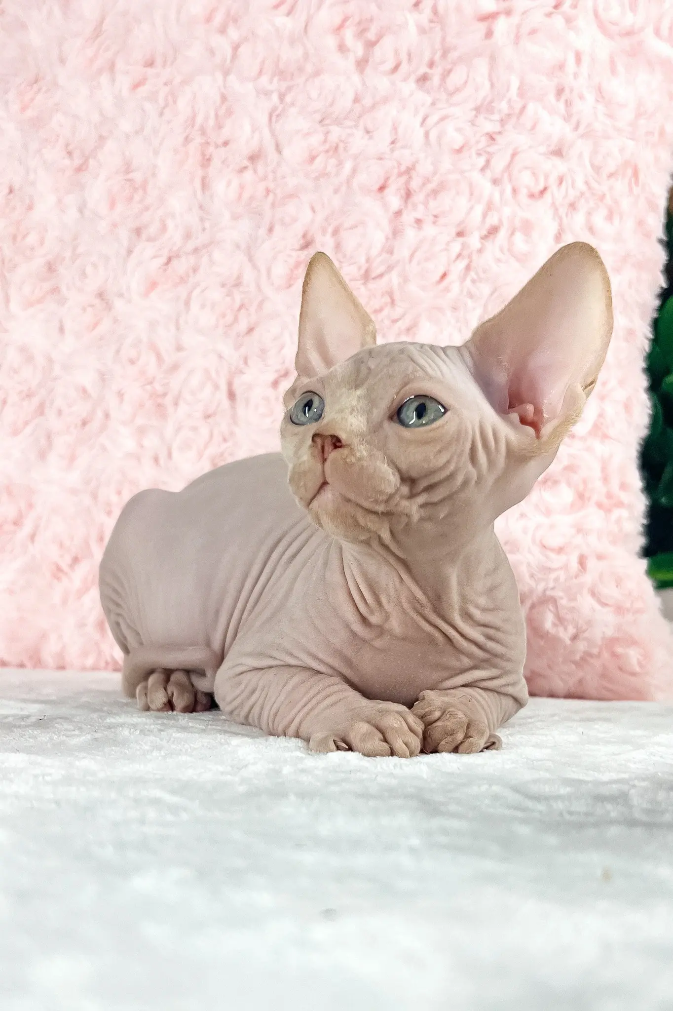 Sphynx kitten Timothy lying on a white blanket in front of a soft pink backdrop.