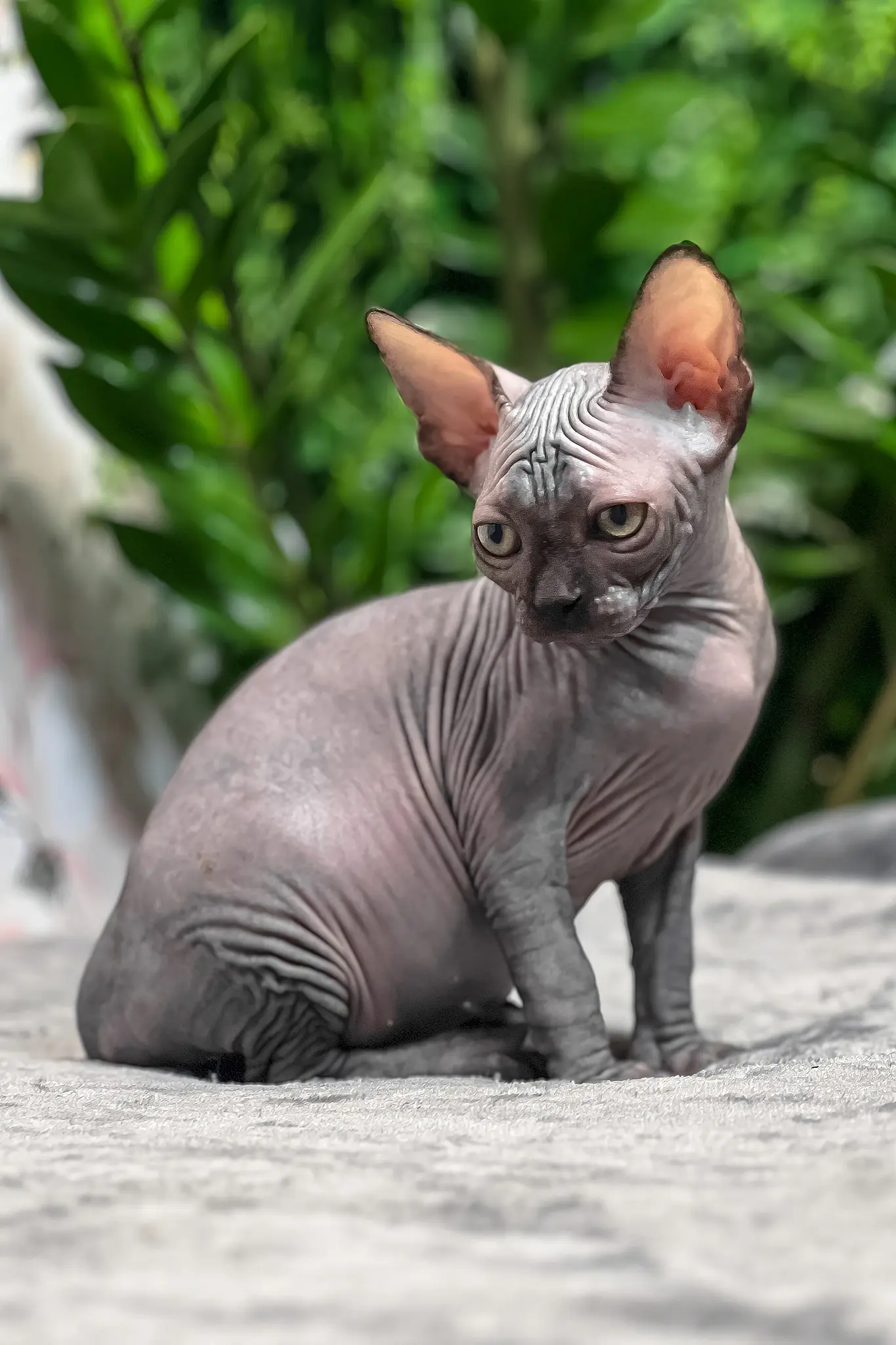 Sphynx kitten Toby sitting on a gray blanket with a green leafy background.